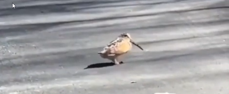 کمی هم خنده 