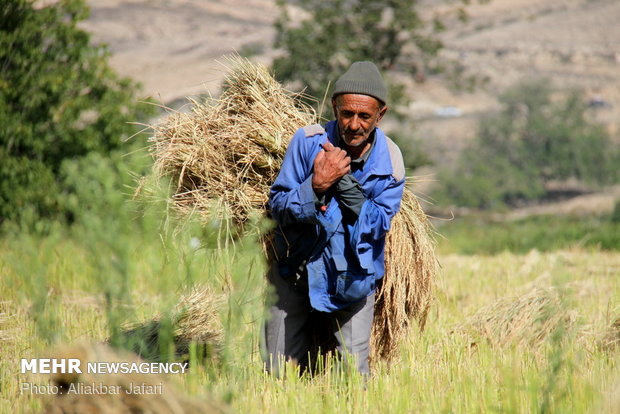 رژیم سر تا پا فاسد و بهانه آمار سازی