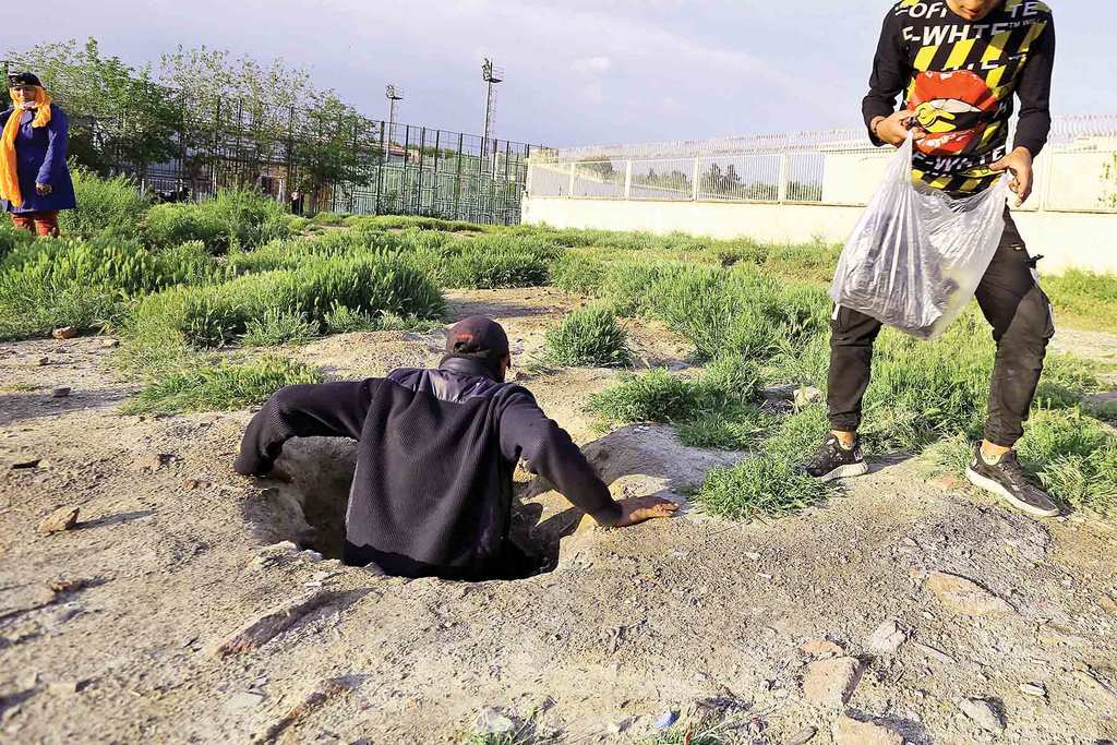 Iran Ants like living 1