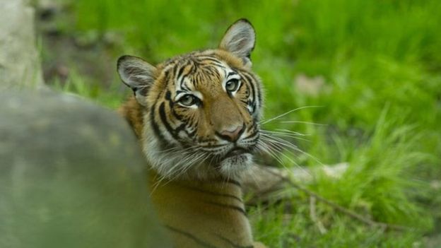 ویروس کرونا از یکی از نگهبانان باغ وحش به ببر مالایی سرایت کرده است