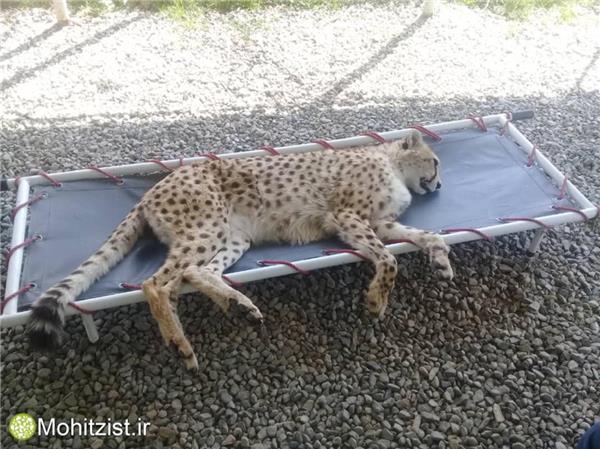  عملیات انتقال سوال برانگیز یوزهای ایرانی از پردیسان به خانه‌شان در سمنان 