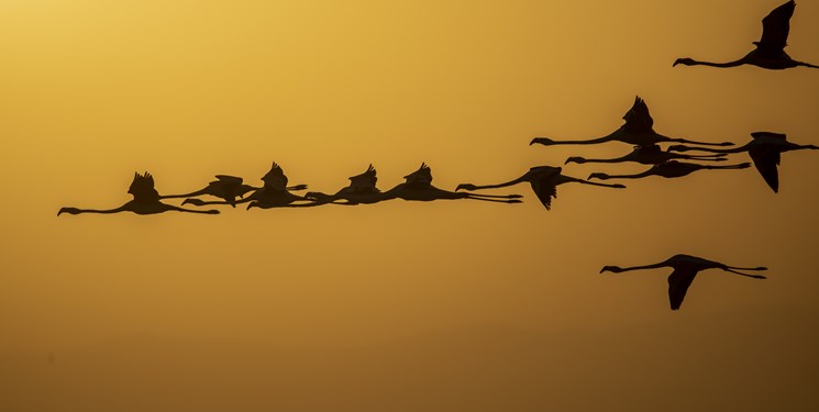 فرود ۲۰ هزار فلامینگو در سواحل دریاچه ارومیه