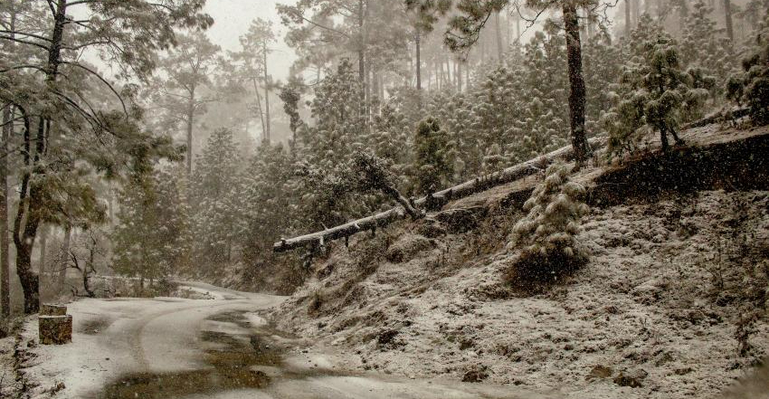 در آستانه روز جهانی مقابله با جنگل‌زدایی و خشکسالی